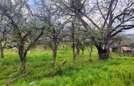 🍏 Teren Construibil 2900 mp cu 2 deschideri la asfalt – livadă matură, DN 72A