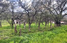 🍏 Teren Construibil 2900 mp cu 2 deschideri la asfalt – livadă matură, DN 72A