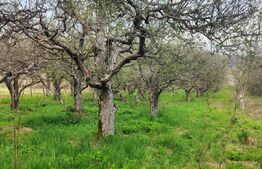 🍏 Teren Construibil 2900 mp cu 2 deschideri la asfalt – livadă matură, DN 72A