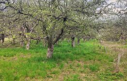 🍏 Teren Construibil 2900 mp cu 2 deschideri la asfalt – livadă matură, DN 72A