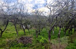 🍏 Teren Construibil 2900 mp cu 2 deschideri la asfalt – livadă matură, DN 72A