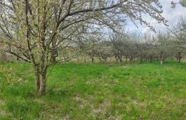 🍏 Teren Construibil 2900 mp cu 2 deschideri la asfalt – livadă matură, DN 72A