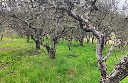 🍏 Teren Construibil 2900 mp cu 2 deschideri la asfalt – livadă matură, DN 72A