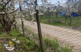 🍏 Teren Construibil 2900 mp cu 2 deschideri la asfalt – livadă matură, DN 72A