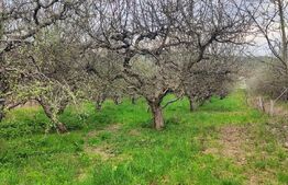 🍏 Teren Construibil 2900 mp cu 2 deschideri la asfalt – livadă matură, DN 72A