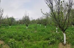 🏡 Casa Găești – Aproape de Centru, 1600 mp Teren Generos - Livada Gradina