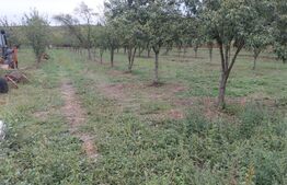 Vilă P+1+M, 654 mp utili, sat Căprioru