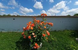 Vilă cu 5 camere, 280 mp, livadă pe rod, zona Valea Voievozilor