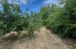 Teren intravilan, 6796 mp, zona Crangurile de Jos