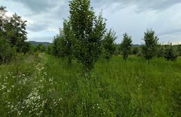 Teren intravilan, 4500 mp, zona Voinesti