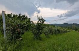 Teren intravilan, 4500 mp, zona Voinesti