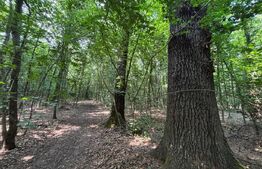 Pădure de vânzare,  27.133 mp, zona Cazaci 