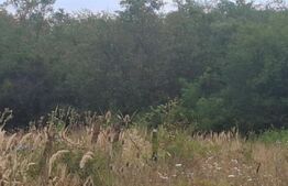 Padure de vanzare, 0,75 hectare, zona Suta Seaca