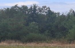 Padure de vanzare, 0,75 hectare, zona Suta Seaca
