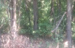 Padure de vanzare, 0,75 hectare, zona Suta Seaca