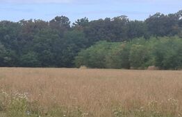 Padure de vanzare, 0,75 hectare, zona Suta Seaca