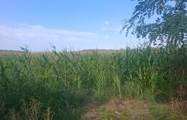 Teren de vanzare, 2800 mp, zona Gura Foi