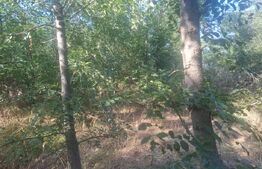 Teren extravilan de vaznare, 5000 mp, zona Matasaru