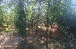 Teren extravilan de vaznare, 5000 mp, zona Matasaru