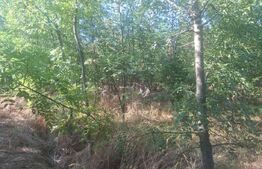 Teren extravilan de vaznare, 5000 mp, zona Matasaru