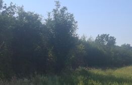 Teren extravilan de vaznare, 5000 mp, zona Matasaru