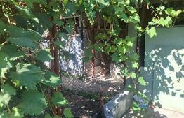 Casa rustica de vanzare, 110 mp, teren 600 mp, zona Bucsani
