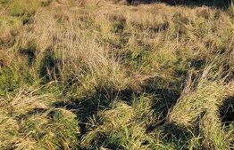 De vanzare teren extravilan in Telesti, Gorj 