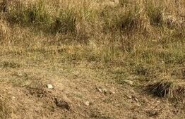 Teren de casa S =1881 mp , Lelesti, Gorj