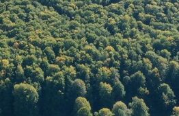 Ofertă! De vanzare Pădure mixtă 7500 mp