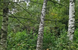 Ocazie! Exploatație de granit, pădure 300 000 mp,cabană 