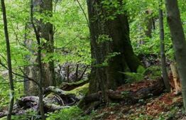 Ocazie! Exploatație de granit, pădure 300 000 mp,cabană 