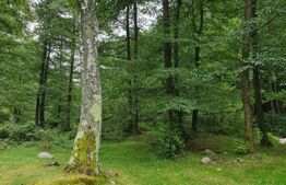 Ocazie! Exploatație de granit, pădure 300 000 mp,cabană 