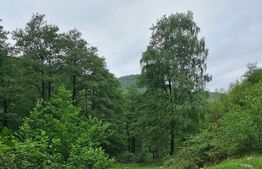Ocazie! Exploatație de granit, pădure 300 000 mp,cabană 