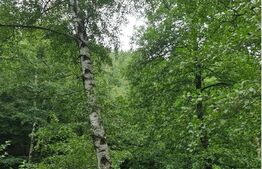 Ocazie! Exploatație de granit, pădure 300 000 mp,cabană 