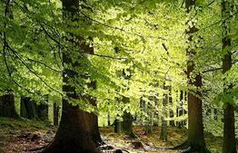 Ocazie! Pădure de stejar 70 000 mp