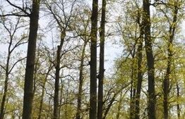 Ocazie! Pădure de stejar 70 000 mp