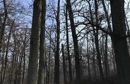 Ocazie! Pădure de stejar 70 000 mp