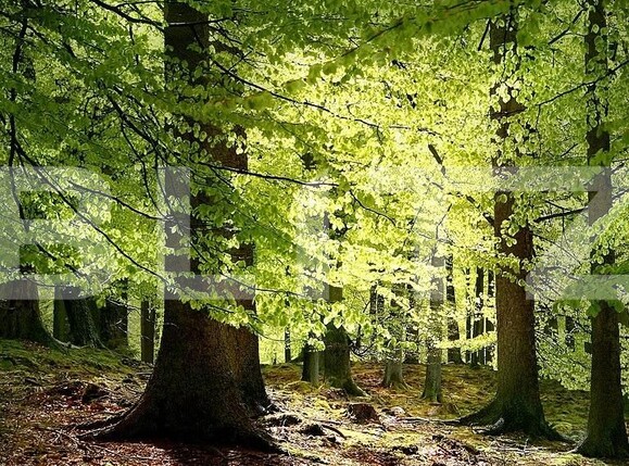 Teren de vânzare Nord Est - 104572TV | BLITZ Târgu Jiu | Poza4