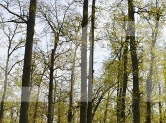 Teren de vânzare Nord Est - 104572TV | BLITZ Târgu Jiu | Poza2