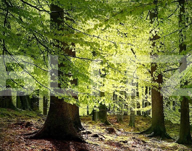 Teren de vânzare Nord Est - 104572TV | BLITZ Târgu Jiu | Poza4