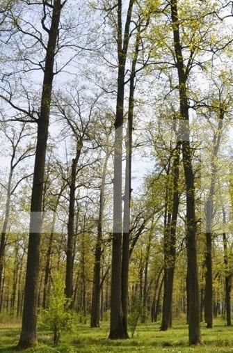 Teren de vânzare Nord Est - 104572TV | BLITZ Târgu Jiu | Poza2