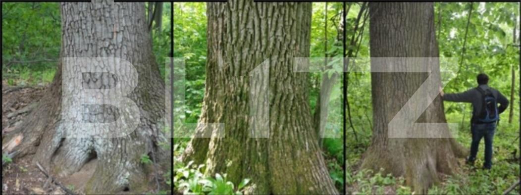 Teren de vânzare Nord Est - 104572TV | BLITZ Târgu Jiu | Poza1