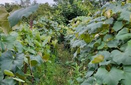 Casa 2 camere, 70mp, + teren, Bengesti Ciocadia