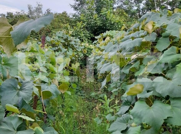 Casa de vânzare 2 camere Exterior Est - 113492CV | BLITZ Târgu Jiu | Poza5