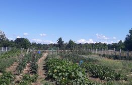 Teren intravilan, 2900 mp,  Comuna Danesti 