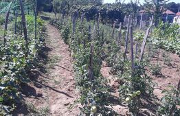 Teren intravilan, 2900 mp,  Comuna Danesti 