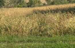 Teren intravilan 4960mp, zona Narciselor