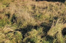 De vanzare teren extravilan in Telesti, Gorj 