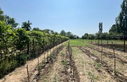 🏡 Casă de vânzare în Slobozia, Târgu-Jiu – teren generos, utilități complete