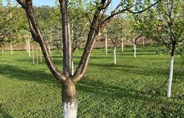 Casă superbă de vânzare, 5800mp teren, Ceauasu de Campie